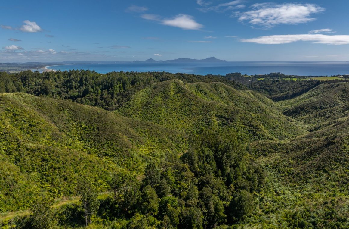 Kauri Grove and Bream Bay